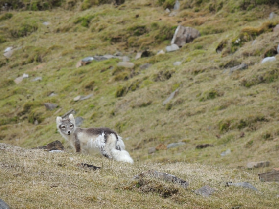 Arctic Fox