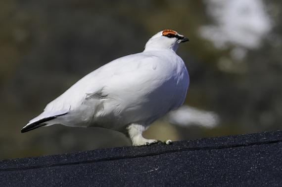 Alpensneeuwhoen