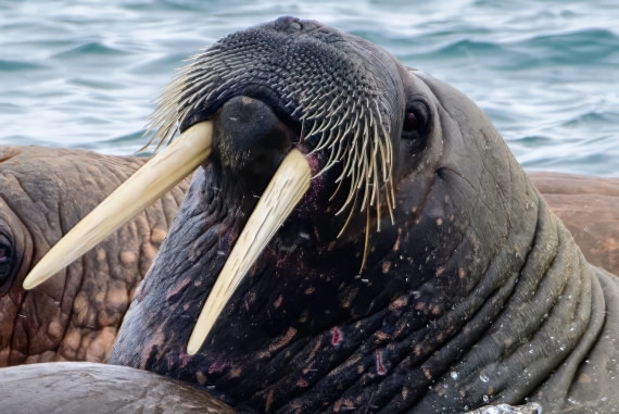 Walrus