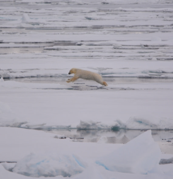 Jumping polarbear