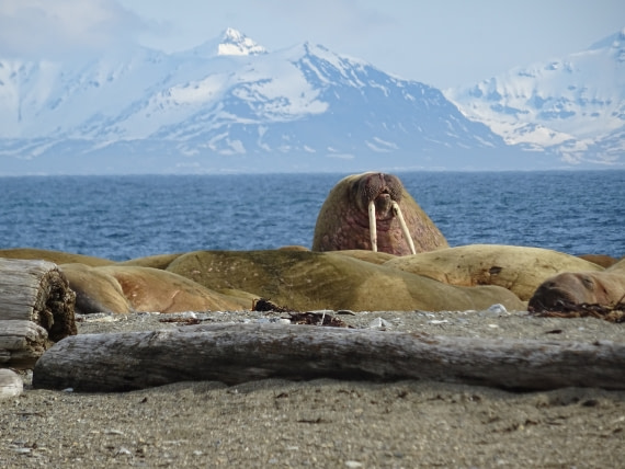 Walrus