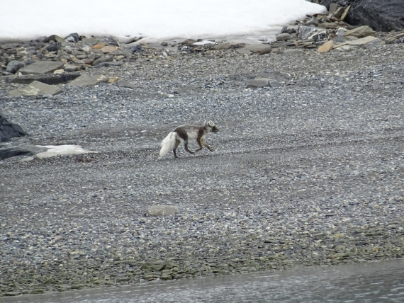 Arctic fox