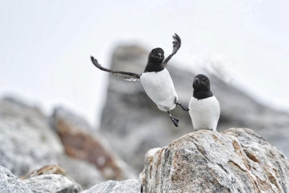 Happy little auk