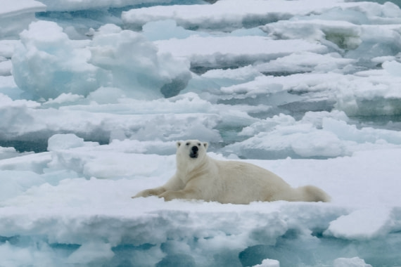 Desolate Polar Bear
