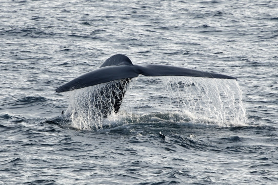 Blue whale off Svalbard