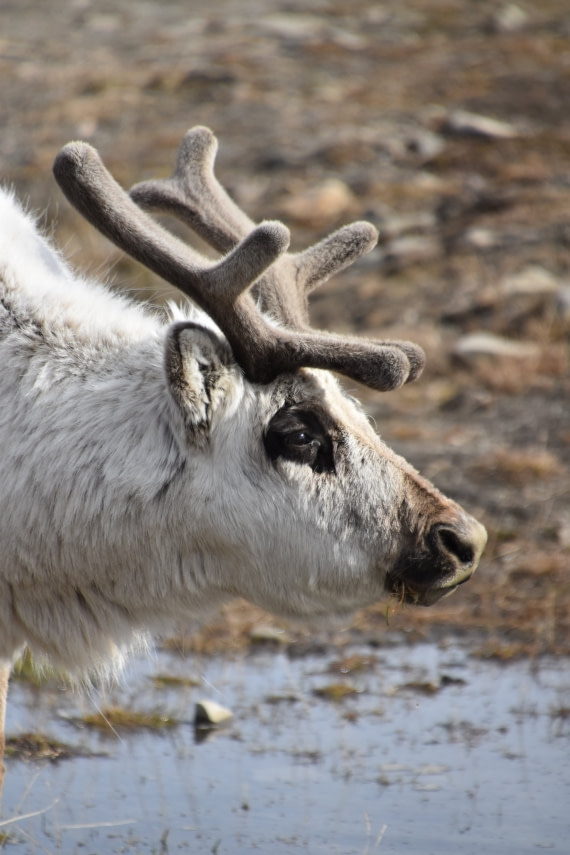 Rudolf, is that you?