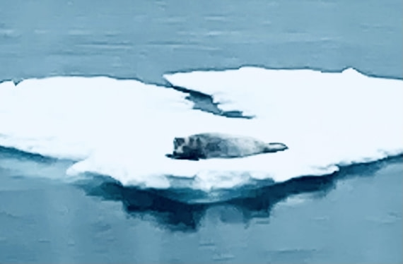 A Bearded Seal Relaxing on an Ice Floe