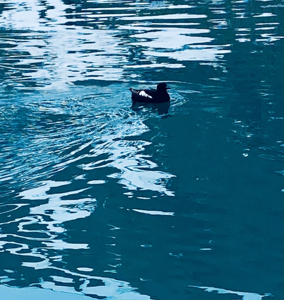 Black Guillemot Peacefully Floating by our Zodiac