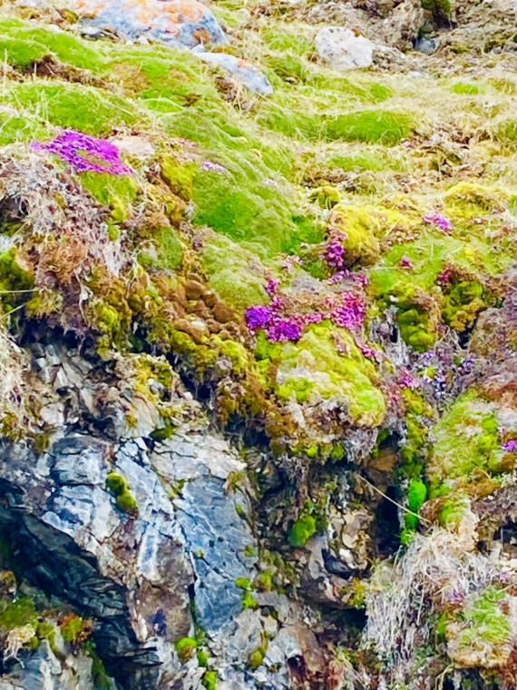 Purple Saxiphrage in the “Hanging Gardens” of Svalbard