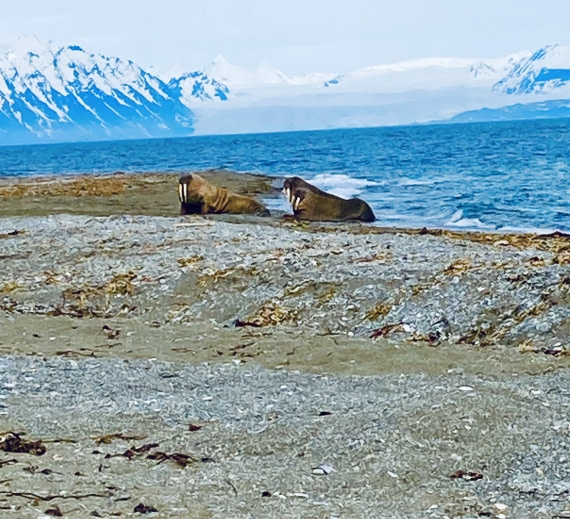 Walruses Coming Ashore in Svalbard