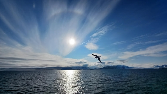 seagull in the evening sun