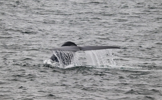 blue whale