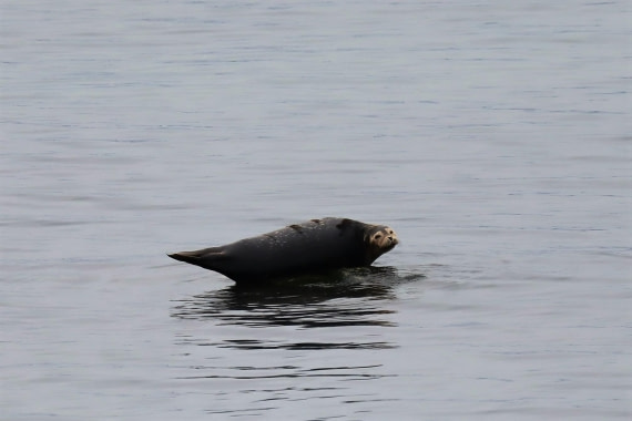 harbour seal