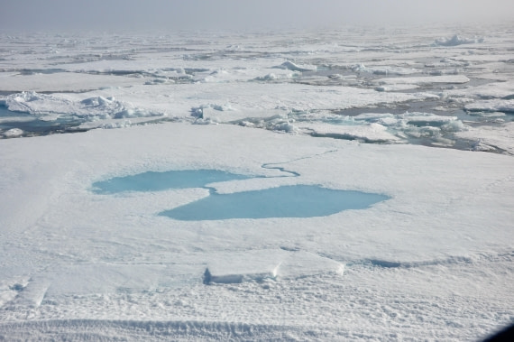 arctic lung