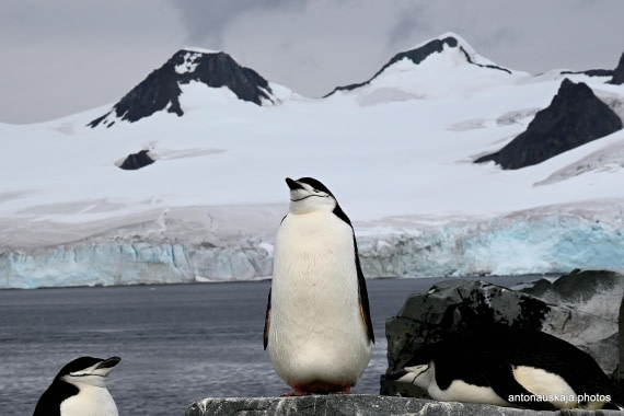 Penguin Zen