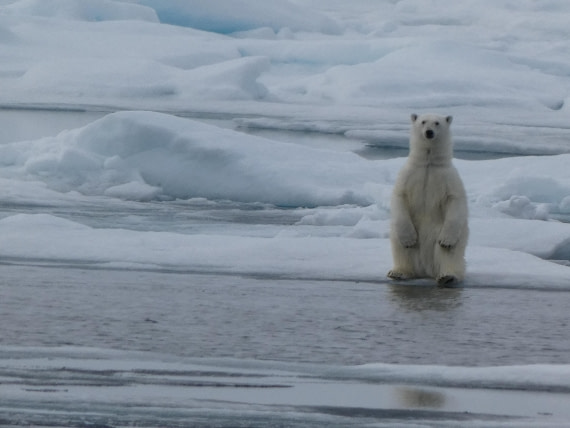 Standing bear on the ice