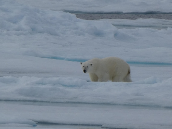 Polar bear on the ice