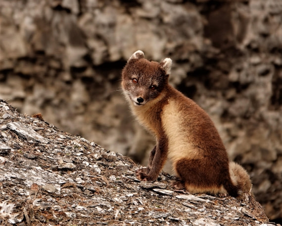 Adorable Arctic fox