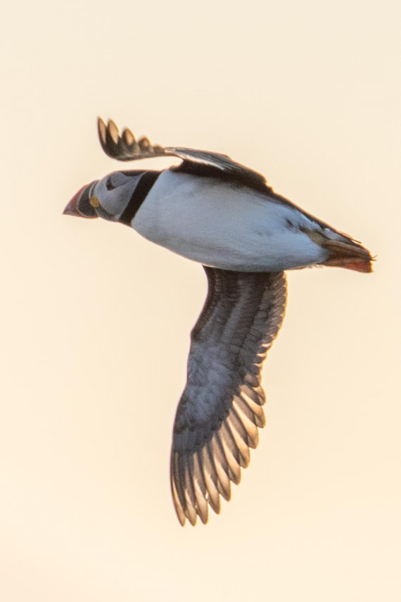 Puffin in Flight
