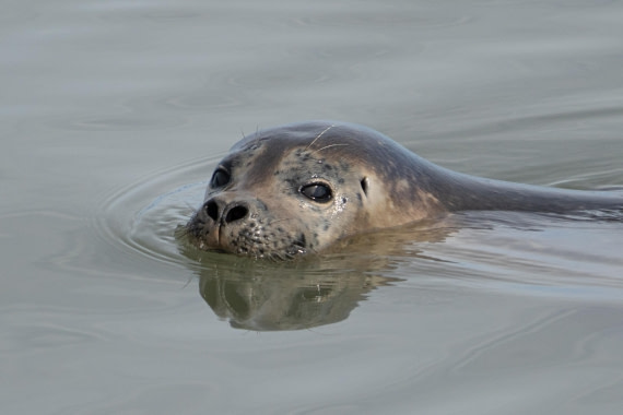 Harbor seal checking out the people