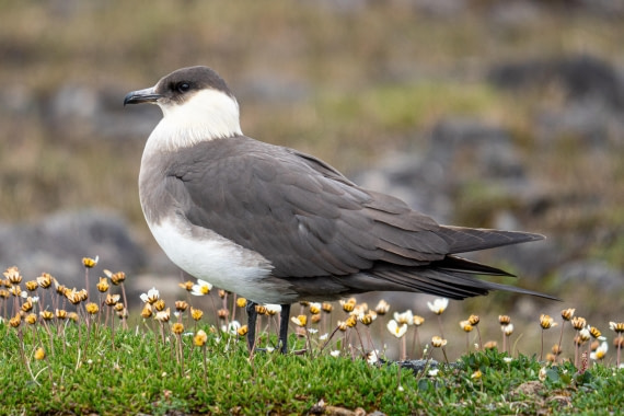 Arctic skua among wildflowers