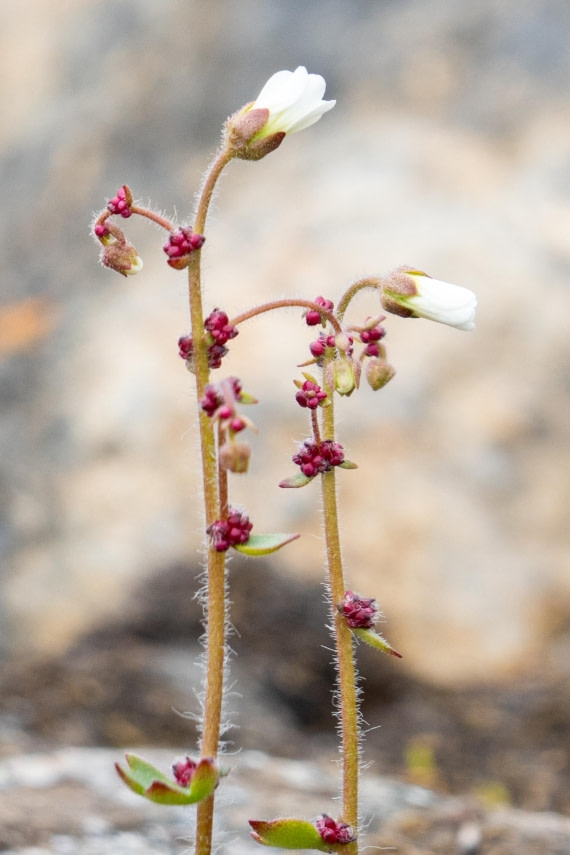 Flora in the Arctic