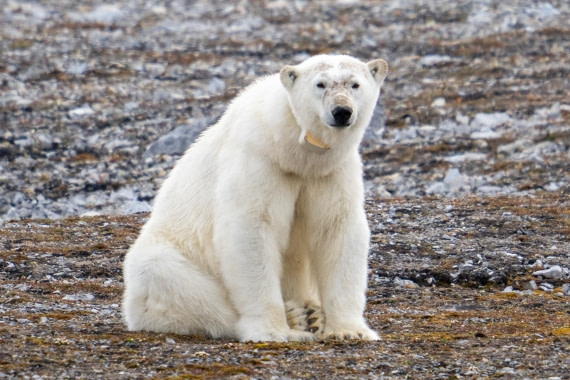 Polar bear with GPS collar
