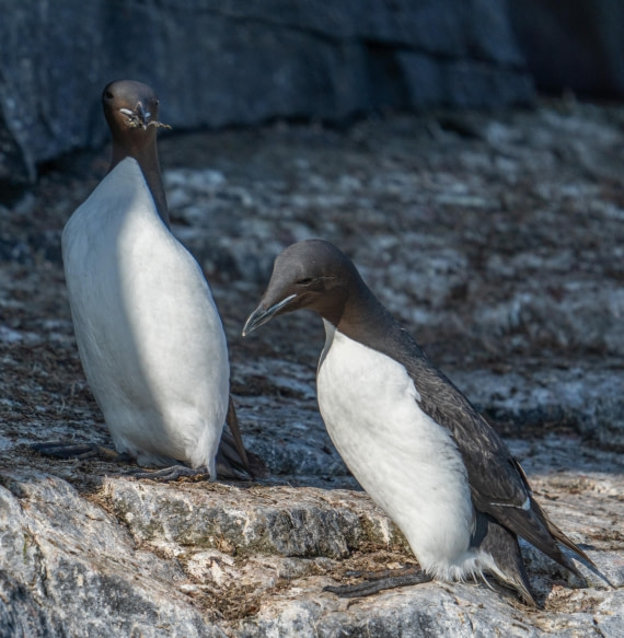 Guillemot with a gift