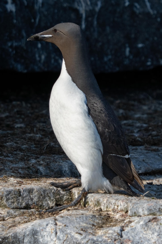 Portrait of a guillemot