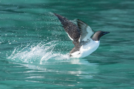 Guillemot takes flight