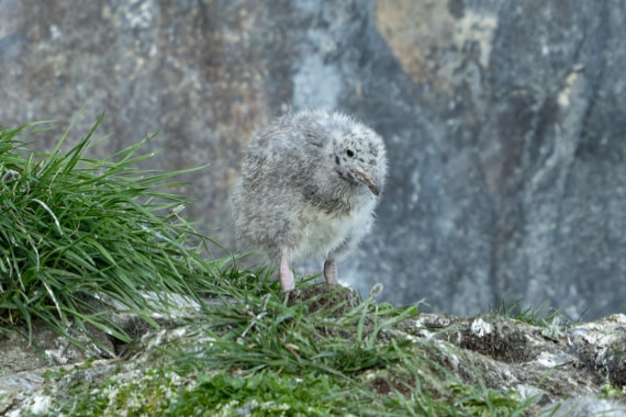 A glaucous chick