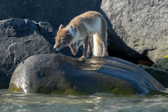 Fox takes a drink