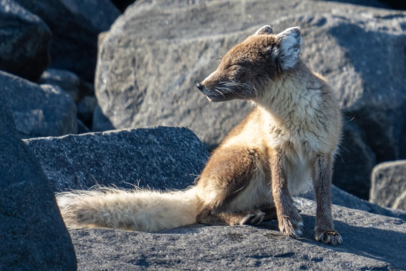 Fox in the sun