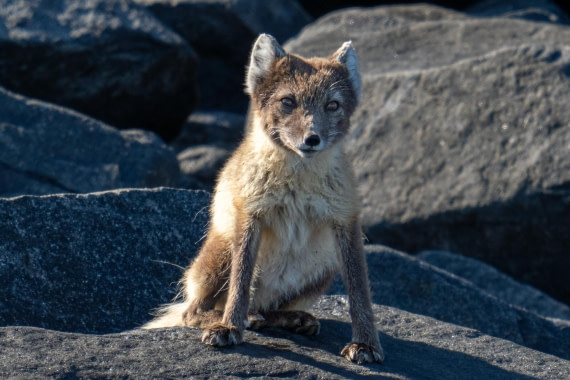 Arctic fox