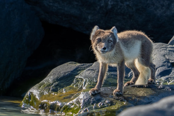 Beautiful fox