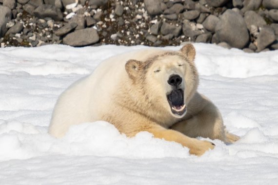 Sleepy bear
