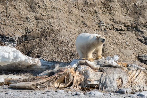 A whale of a bear
