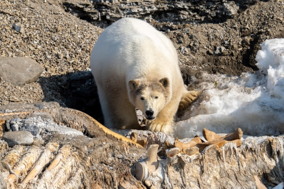 Bone appetite