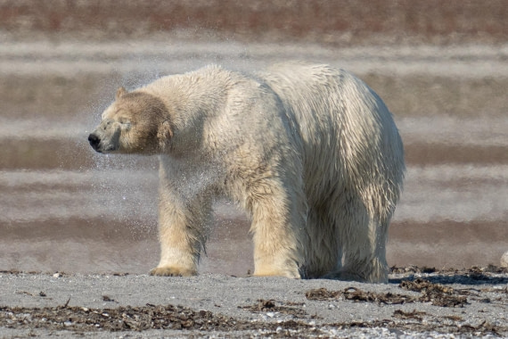 Polar shake