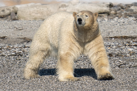 Wet bear