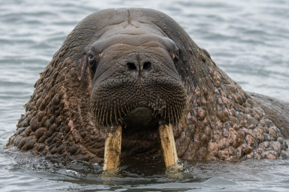Portrait of a walrus