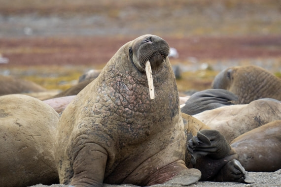One-tusked walrus