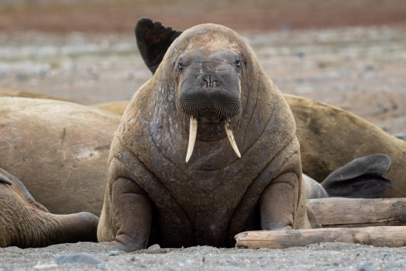 Snaggle tooth