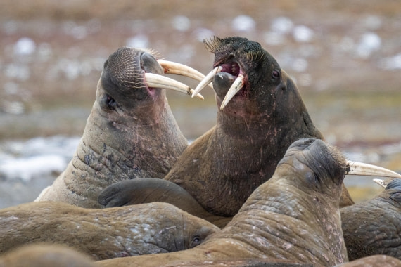 A family spat