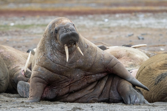 Walrus in vogue