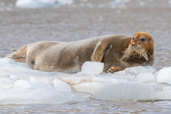 Bearded seal