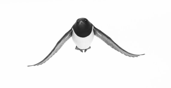 Little Auk