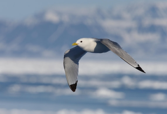 Black-legged Kittiwake