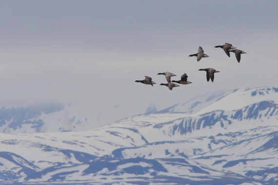 Brent Geese