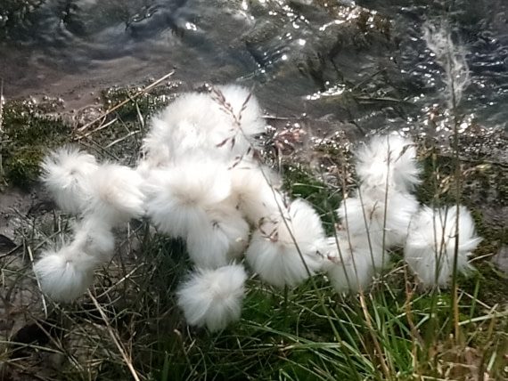 Arctic Flowers